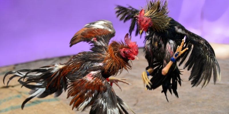 hu bet cá cược thể thao trực tuyến kto