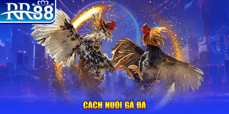 hu bet Ws168 Đá Gà