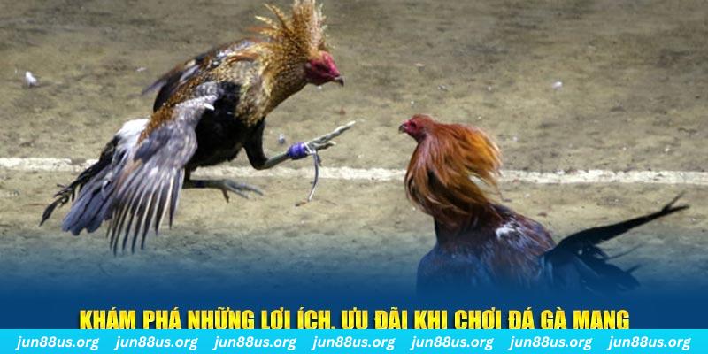 hu bet what is live dealer casino