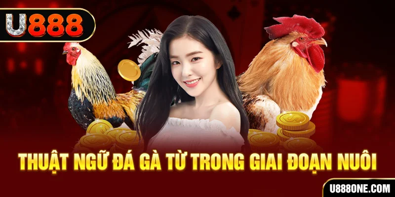 hu bet xổ số miền bắc 90 ngày