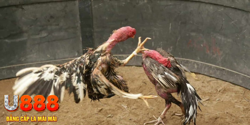 hu bet đăng nhập liêng hôm nay